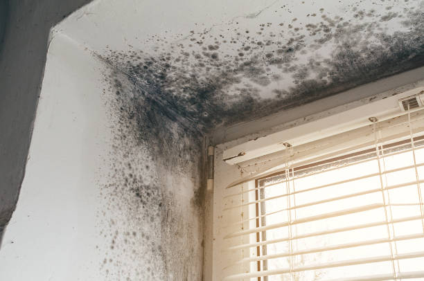 Trusted Attic Mold Removal service in Harbor Springs, MI - Cheap Mold Removal